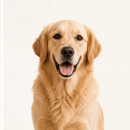 Personalized pet memorial gifts